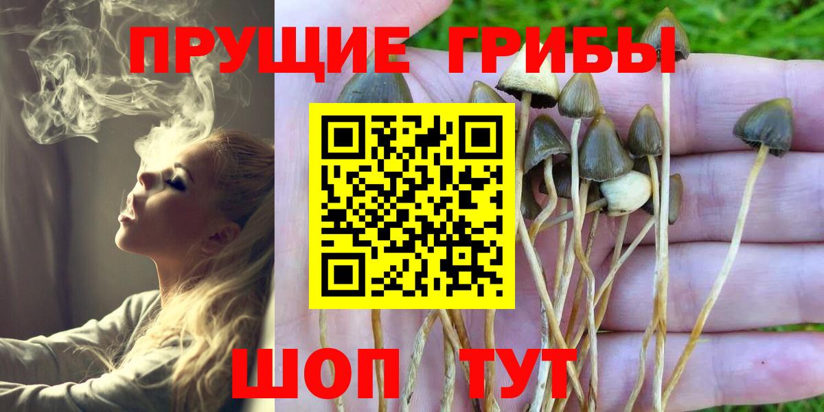 Псилоцибиновые грибы Psilocybe  Вход с VPN  Малгобек  Псилоцибиновые грибы прущие грибы 